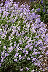 Blue Cushion Lavender (Lavandula angustifolia 'Blue Cushion') at Lakeshore Garden Centres