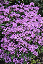 Pardon My Lavender II Beebalm (Monarda didyma 'Pardon My Lavender II') at Lakeshore Garden Centres