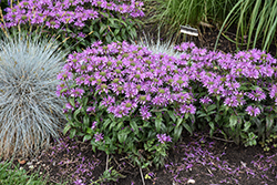 Pardon My Lavender II Beebalm (Monarda didyma 'Pardon My Lavender II') at Lakeshore Garden Centres