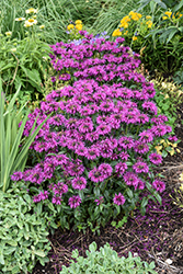 Electric Neon Purple Beebalm (Monarda 'Electric Neon Purple') at Lakeshore Garden Centres
