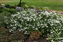 Peter Cottontail Yarrow (Achillea ptarmica 'Peter Cottontail') at Peter Knippel Garden Centre