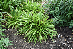Plantain-leaved Sedge (Carex plantaginea) at Lakeshore Garden Centres