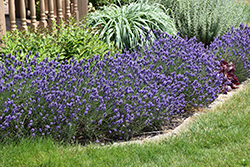 Sweet Romance Lavender (Lavandula angustifolia 'Kerlavangem') at Peter Knippel Garden Centre