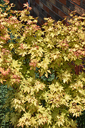 Summer Gold Japanese Maple (Acer palmatum 'Summer Gold') at Lakeshore Garden Centres