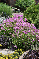 Opening Act Ultrapink Phlox (Phlox 'Opening Act Ultrapink') at Lakeshore Garden Centres