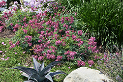 Pink Diamonds Fern-leaved Bleeding Heart (Dicentra 'Pink Diamonds') at Peter Knippel Garden Centre