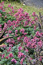 Pink Diamonds Fern-leaved Bleeding Heart (Dicentra 'Pink Diamonds') at Peter Knippel Garden Centre
