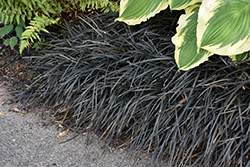 Black Mondo Grass (Ophiopogon planiscapus 'Nigrescens') at Peter Knippel Garden Centre