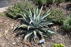 Queen For A Day Mangave (Mangave 'Queen For A Day') at Lakeshore Garden Centres