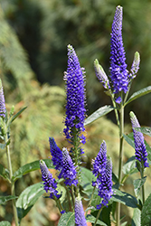 Marietta Speedwell (Veronica longifolia 'Marietta') at Peter Knippel Garden Centre