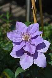 Filigree Clematis (Clematis 'Evipo029') at Peter Knippel Garden Centre