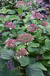 Pinky Pollen Ring Hydrangea (Hydrangea arborescens 'Pinky Pollen Ring') at Lakeshore Garden Centres