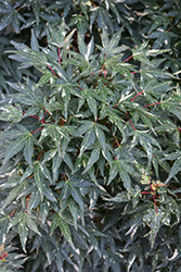 Ryugu Dwarf Japanese Maple (Acer palmatum 'Ryugu') at Lakeshore Garden Centres
