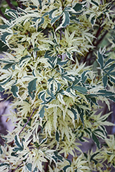 Butterfly Variegated Japanese Maple (Acer palmatum 'Butterfly') at Lakeshore Garden Centres