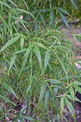 Kinshi Japanese Maple (Acer palmatum 'Kinshi') at Lakeshore Garden Centres