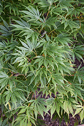 Omure Yama Japanese Maple (Acer palmatum 'Omure Yama') at Lakeshore Garden Centres