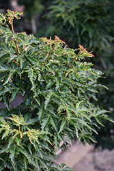 Ojishi Japanese Maple (Acer palmatum 'Ojishi') at Lakeshore Garden Centres