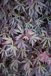 Brandt's Dwarf Japanese Maple (Acer palmatum 'Brandt's Dwarf') at Lakeshore Garden Centres