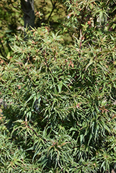 Incognito Japanese Maple (Acer palmatum 'Incognito') at Lakeshore Garden Centres