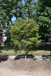 Scolopendrifolium Japanese Maple (Acer palmatum 'Scolopendrifolium') at Lakeshore Garden Centres