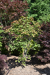 Emmett's Pumpkin Fullmoon Maple (Acer japonicum 'Emmett's Pumpkin') at Lakeshore Garden Centres