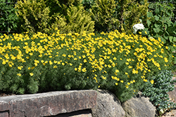 Zagreb Tickseed (Coreopsis verticillata 'Zagreb') at Peter Knippel Garden Centre