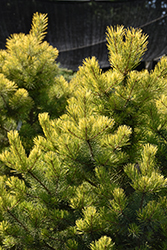 Trollguld Scotch Pine (Pinus sylvestris 'Trollguld') at Lakeshore Garden Centres