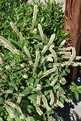 Fizzy Mizzy Virginia Sweetspire (Itea virginica 'SMNIVMM') at Lakeshore Garden Centres