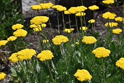 Coronation Gold Yarrow (Achillea 'Coronation Gold') at Lakeshore Garden Centres