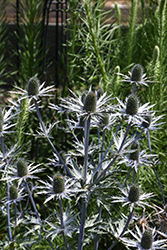 Flat Sea Holly (Eryngium planum) at Lakeshore Garden Centres