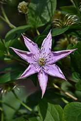 Rubromarginata Clematis (Clematis x triternata 'Rubromarginata') at Lakeshore Garden Centres