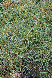 Cutleaf Glossy Buckthorn (Rhamnus frangula 'Asplenifolia') at Lakeshore Garden Centres