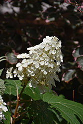 Autumn Reprise Hydrangea (Hydrangea quercifolia '1925querrep') at Lakeshore Garden Centres