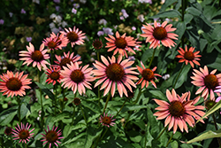 Big Sky Sundown Coneflower (Echinacea 'Big Sky Sundown') at Lakeshore Garden Centres