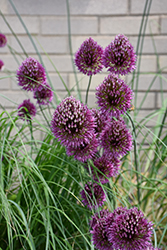 Drumstick Allium (Allium sphaerocephalon) at Lakeshore Garden Centres