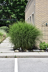 Gracillimus Maiden Grass (Miscanthus sinensis 'Gracillimus') at Peter Knippel Garden Centre