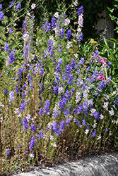 Giant Larkspur (Consolida ajacis) at Lakeshore Garden Centres