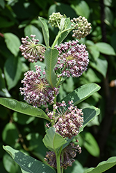 Common Milkweed (Asclepias syriaca) at Peter Knippel Garden Centre