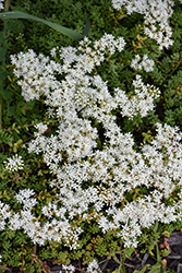 Baby Tears Stonecrop (Sedum album 'Baby Tears') at Lakeshore Garden Centres