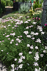Apple Blossom Yarrow (Achillea millefolium 'Apple Blossom') at Lakeshore Garden Centres