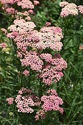 Peachy Seduction Yarrow (Achillea millefolium 'Peachy Seduction') at Lakeshore Garden Centres