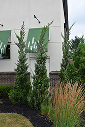 Trautman Juniper (Juniperus chinensis 'Trautman') at Lakeshore Garden Centres