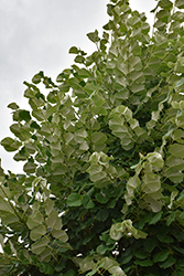 Silver Linden (Tilia tomentosa) at Lakeshore Garden Centres