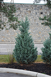 Blue Point Juniper (Juniperus chinensis 'Blue Point') at Green Thumb Garden Centre