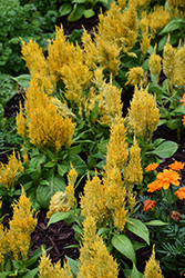Fresh Look Yellow Celosia (Celosia 'Fresh Look Yellow') at Lakeshore Garden Centres