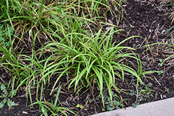 Creek Sedge (Carex amphibola) at Peter Knippel Garden Centre