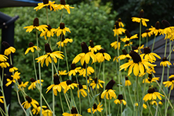 Giant Coneflower (Rudbeckia maxima) at Lakeshore Garden Centres