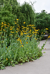 Giant Coneflower (Rudbeckia maxima) at Lakeshore Garden Centres