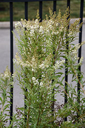 Meadowsweet (Spiraea alba) at Green Thumb Garden Centre