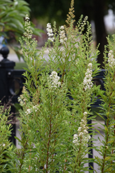 Meadowsweet (Spiraea alba) at Green Thumb Garden Centre